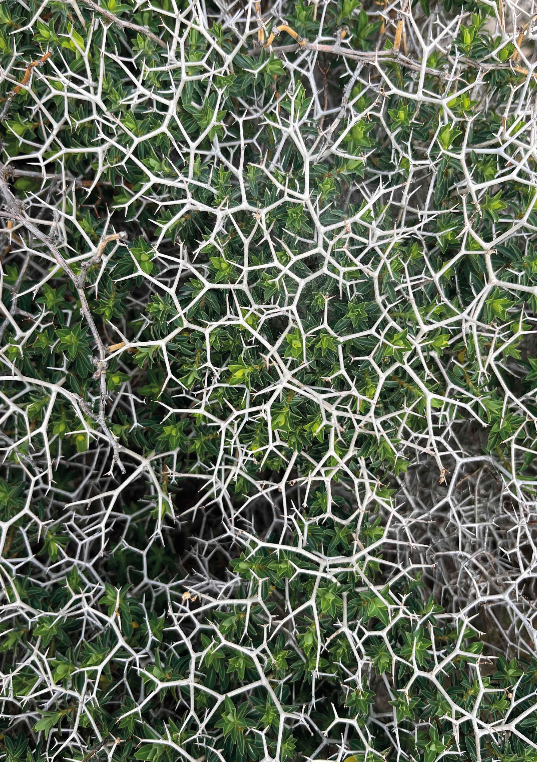 Sarcopoterium spinosum